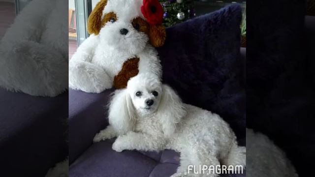 Flipagram - Фенечка.... Моя принцесса...
В моем сердце навсегда смотреть онлайн