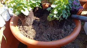 колокольчик карпатский посадка в кашпо