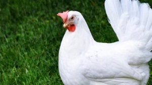 Разведение кур породы Русская белая как бизнес идея | Русская белая курица
