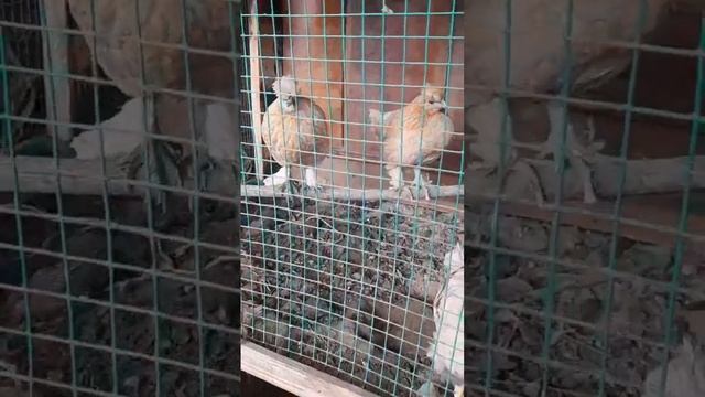 декоративный порода кур смотреть онлайн