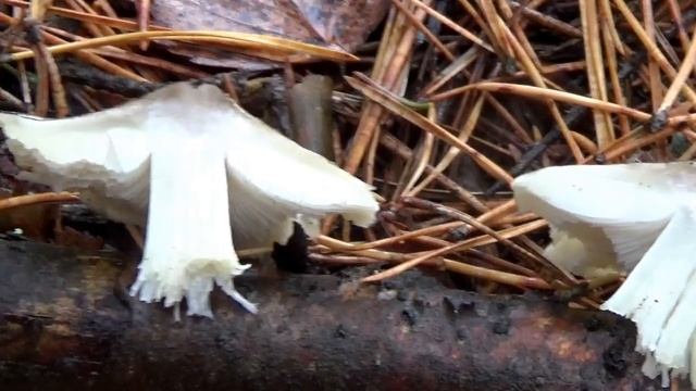 Рядовка серая. Грибы Денежка - коллибия. Как распознать.1. смотреть онлайн