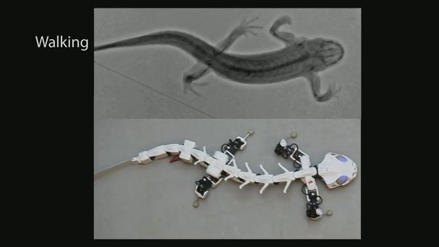 A robot that runs and swims like a salamander | Auke Ijspeert смотреть онлайн