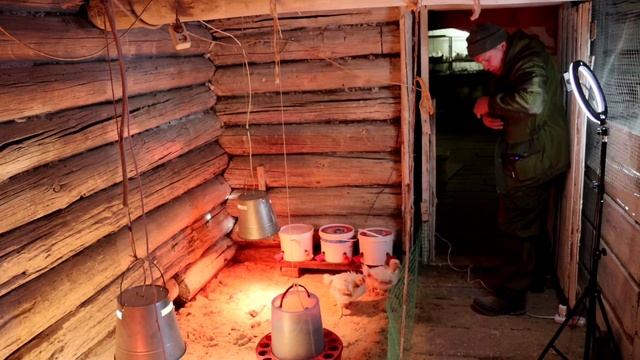 Цыплята на полу зимой как содержать? смотреть онлайн