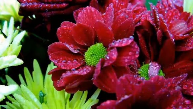 ЦВЕТЫ В КАПЛЯХ РОСЫ смотреть онлайн