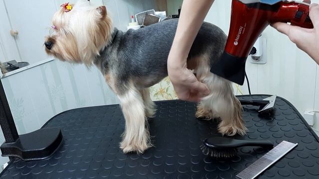 Укладка шерсти на лапах йорка. смотреть онлайн