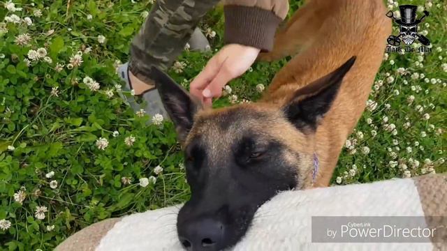 СУПЕР ТЕЛОХРАНИТЕЛЬ. БОЕВОЙ ПЁС АДЕЛЬХАЙД. смотреть онлайн
