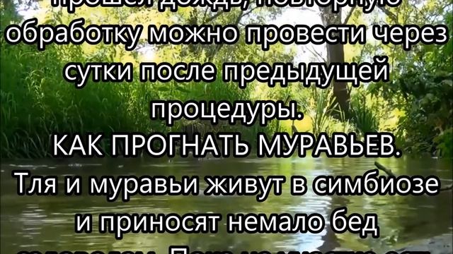 Сода против тли, муравьев, гусениц, МУЧНИСТОЙ РОСЫ и проволочника смотреть онлайн