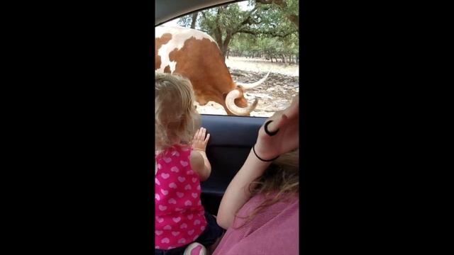Steph's Panic at the Zoo- A Travel Vlog смотреть онлайн
