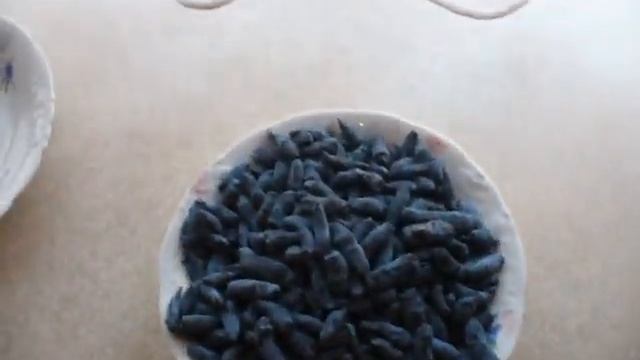 УРОЖАЙ жимолости сорт МОРЕНА. honeysuckle overview. смотреть онлайн