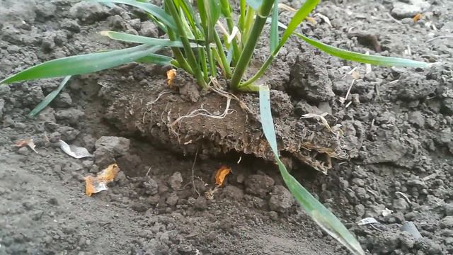 Гумат Калия (Куриный) на пшенице. смотреть онлайн