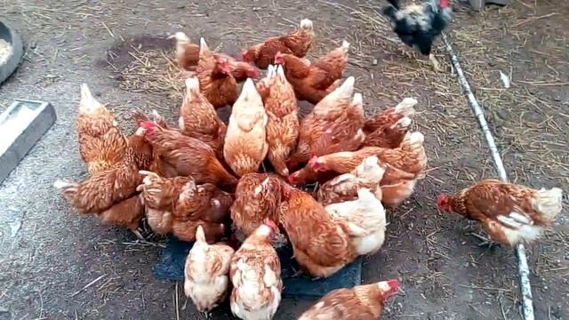 подкормка птицы к зиме смотреть онлайн