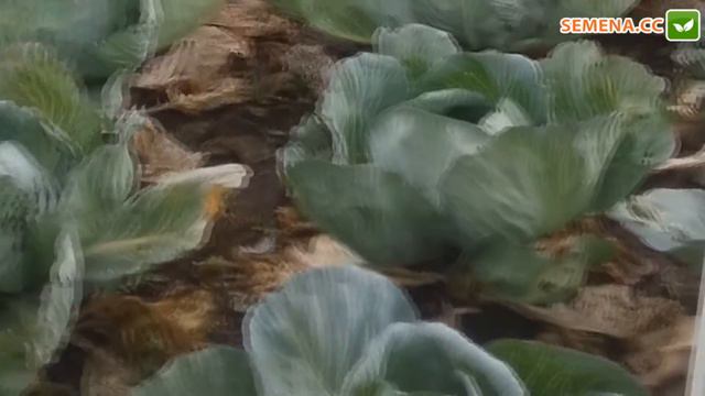 Девотор F1 капуста (Syngenta) день поля 2012 год смотреть онлайн