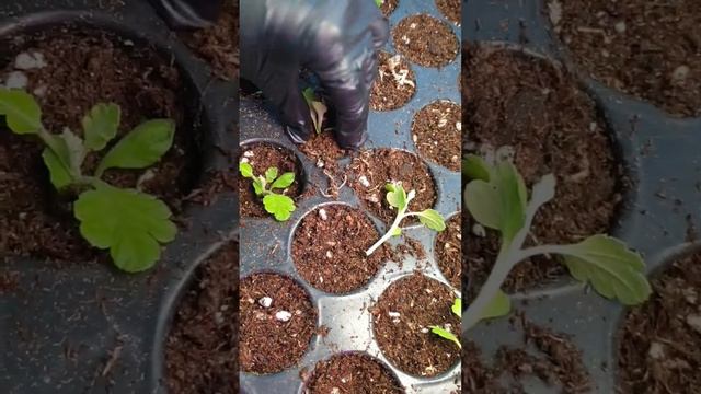 Черенкование хризантемы мультифлоры 🌿 #хризантема #черенкование #черенки #черенкихризантемы смотреть онлайн