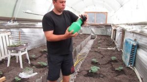 Фитоспорин. Обработка огурцов.