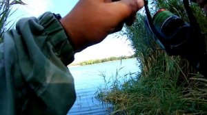 Ловля пеленгаса на Дону!