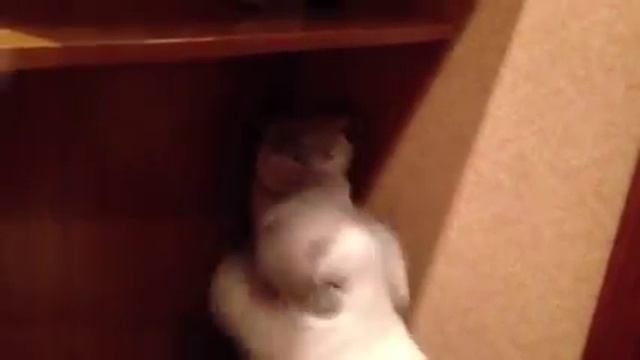 Вест хайленд против кота Британца. смотреть онлайн