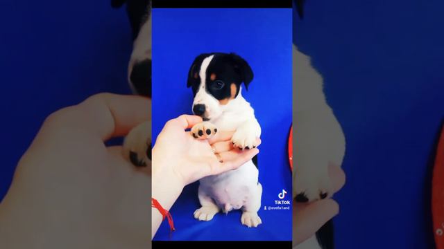 Джек РАССЕЛА Яркий Мальчик смотреть онлайн