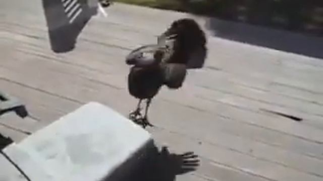 Птица атакует / Bird Attacks (angry Bird, прикол)