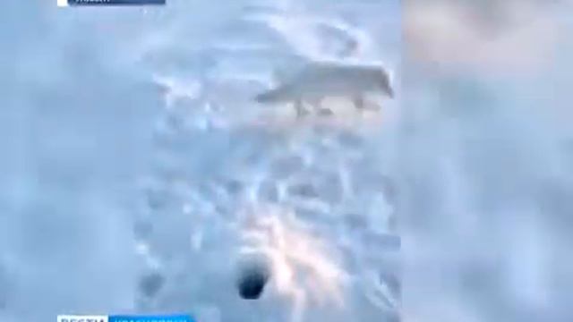 Песец пришёл за рыбой, моя моива! смотреть онлайн