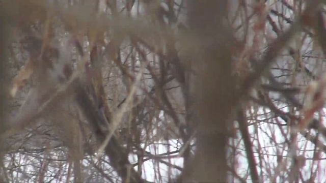 НОГИ ГОРЯТ ОТ СНЕГА В ЛЕСУ -20 МОРОЗА смотреть онлайн