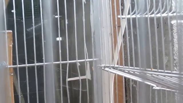#Волнистые попугаи. Осмотр гнезд смотреть онлайн