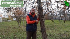 НЕ НАДО ЛИШНИХ ДВИЖЕНИЙ! Обдирать или не убирать кору осенью с деревьев при подготовке к побелке?