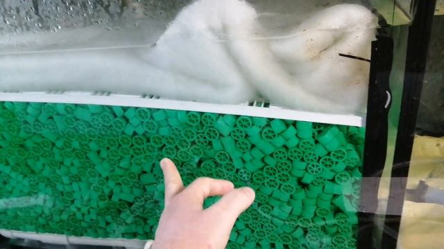 Обзор сампа в аквариуме на 3200 литров, пуриген, биозагрузка смотреть онлайн