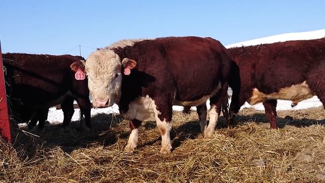 ВЫБИРАЕМ ПЛЕМЕННОГО БЫЧКА ГЕРЕФОРДА ДВУХЛЕТНЕГО. ДЛЯ ПРОДАЖИ НАШИМ СОСЕДЯМ В МЕЩОВСК. От кфх Дик. смотреть онлайн