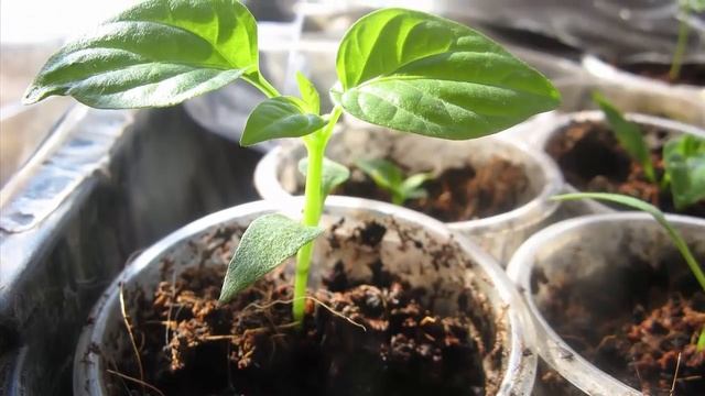 Вот почему я никогда не пикирую перец. Как правильно вырастить рассаду перца. Дачные хитрост смотреть онлайн