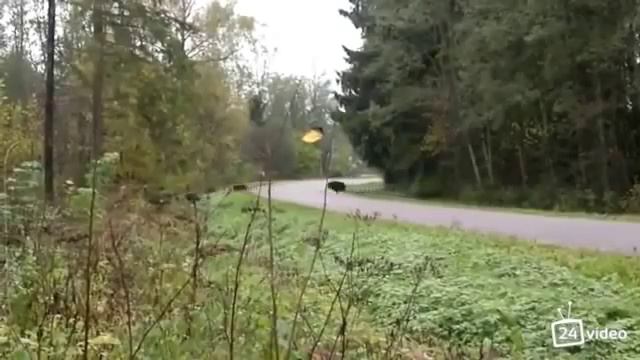 Наверное один шанс на миллион ,такое увидеть Своими глазами