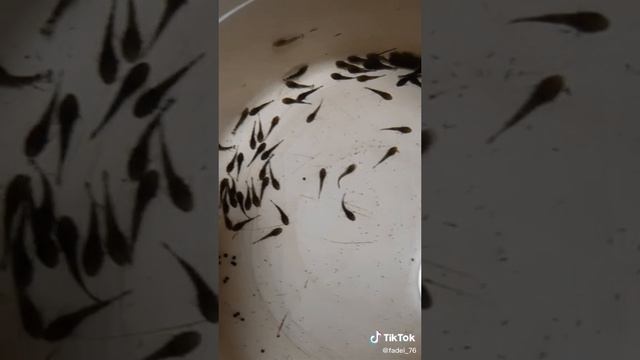 Малёк Анциструса смотреть онлайн