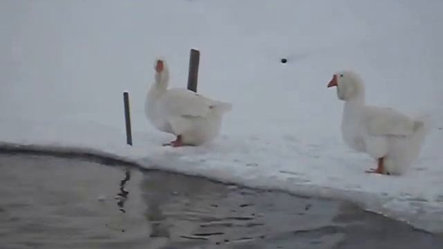 SDC13582 смотреть онлайн