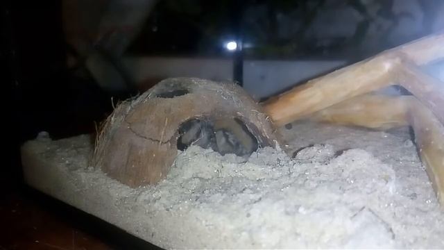 Тарантул закрывает нору! Залипательное видео)