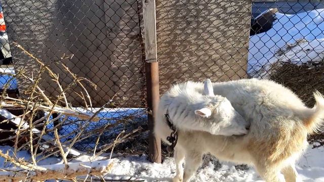 Обман при покупке козы смотреть онлайн