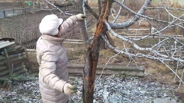 Черешня в марте-опрыскивание бордосской смесью смотреть онлайн
