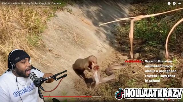 I WANT A PET MONGOOSE! | 15 Crazy Animal Hunting Battles Caught On Camera ( The Fanatic ) | Reactio смотреть онлайн