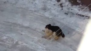 Волк нападает на собаку