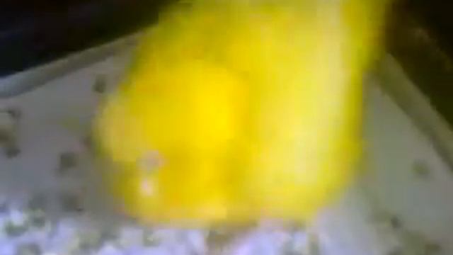 Волнистый попугай, что это с ним? смотреть онлайн