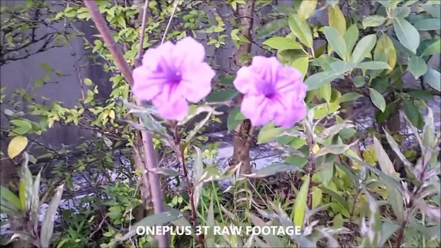 NOKIA 6 VS ONEPLUS 3T CAMERA TEST COMPARE смотреть онлайн