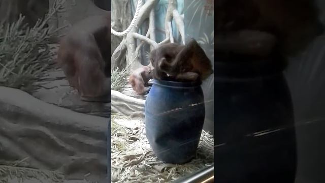 ржачно. обезьяна забралась в бочку и стала раскачиваться. смотреть онлайн