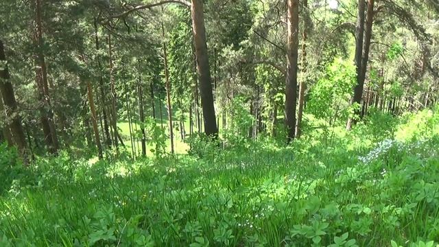 Андроновские горы . Пермь. 23 мая 2020. смотреть онлайн