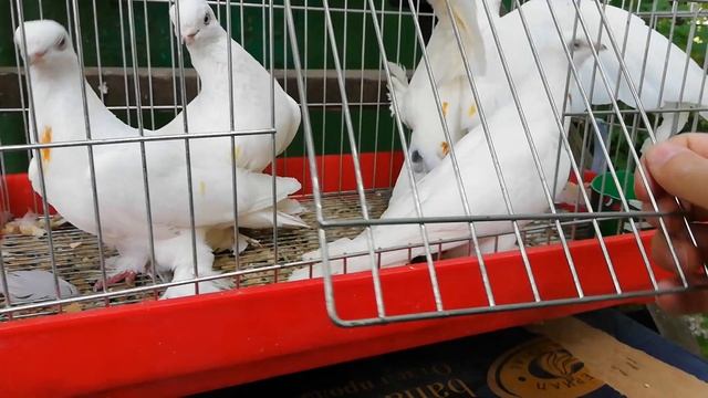 Голуби Таджикистана высоколётные бойные птицы, черноносые смотреть онлайн