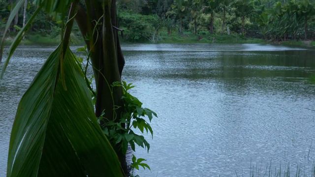 Парк Дэн Сурс Бэ Лазар. Пляж Анс-Рояль. Маэ, Сейшелы смотреть онлайн