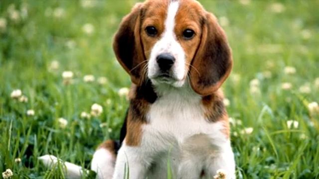 Картинки с музыкой/Животные/Pictures with music/Animals смотреть онлайн