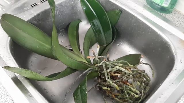 #28Орхидея. Мой способ посадки орхидей. Орхидея без коры, грунта. Смотрю корни, убираю старые листь смотреть онлайн