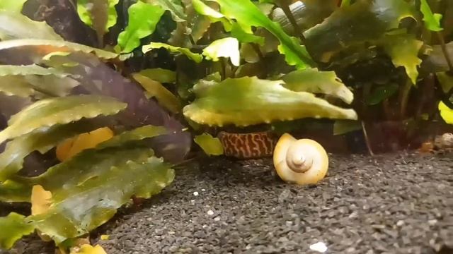 Акантофтальмкс куля. Мраморный дракон. Вьюн в аквариуме смотреть онлайн