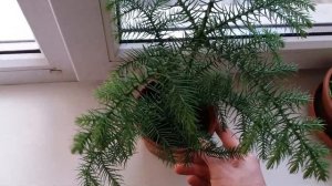 Араукария  Комнатная ель  Особенности ухода!