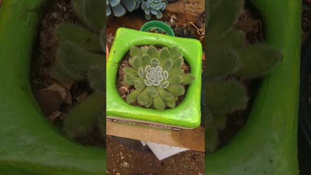 echevería setosa f042 cuidados y comparación con echevería ruby смотреть онлайн