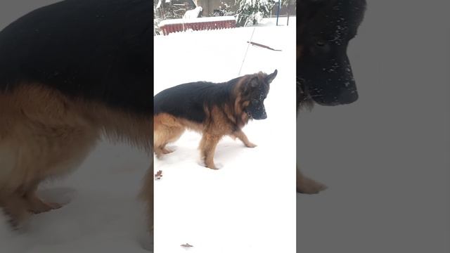Короткий вылет на дачу с собаками ❄️ смотреть онлайн