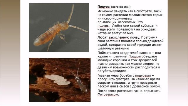 Вредители орхидей смотреть онлайн